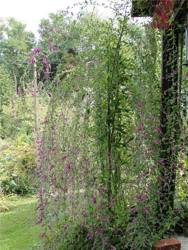 lespedeza